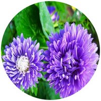 Aster Chinensis - Callistephus Chinensis