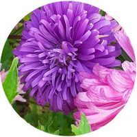 Aster Chinensis - Callistephus Chinensis