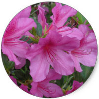 Azalea Japonica