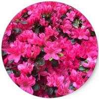 Azalea
