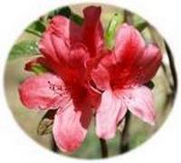 Azalea