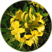 Azalea Indica
