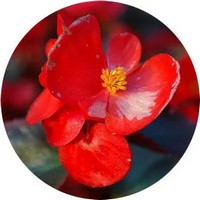 Begonia