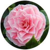 Camellia