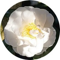 Camellia