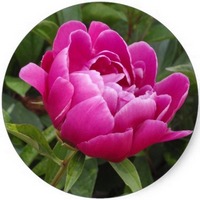 Camellia Japonica