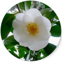 Camellia Japonica