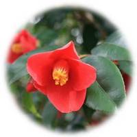 Camellia Japonica