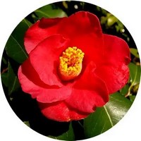 Camellia Oleifera