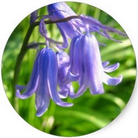 Campanula