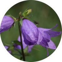 Campanula