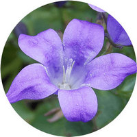 Campanula