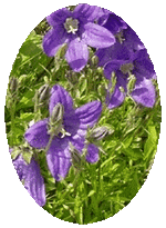 Campanula Alpina - Alpine Bellflower