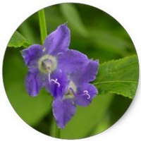 Campanula Americanum