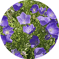 Campanula Carpatica - Campana de Tussock