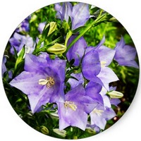 Campanula Carpatica - Campana de Tussock