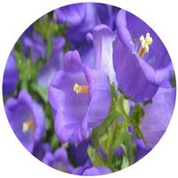 Campanula Medium
