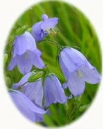 Campanula Rotundifolia