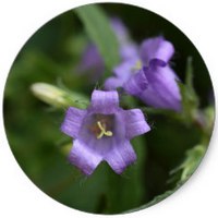 Campanula Trachelium
