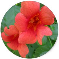 Campsis Radicans