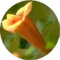Campsis Radicans