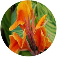 Canna Generalis