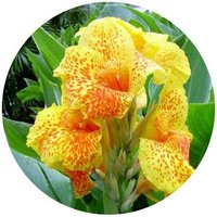Canna Generalis