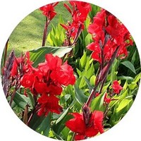 Canna Indica