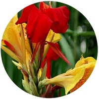 Canna Indica