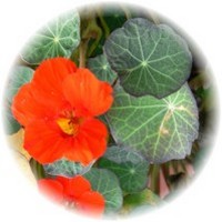 Capuchina: Tropaeolum Majus