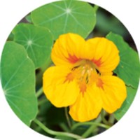 Capuchina: Tropaeolum Majus