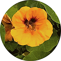 Capuchina: Tropaeolum Majus