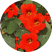 Capuchina: Tropaeolum Majus