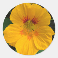Capuchina: Tropaeolum - Nasturtium