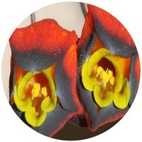 Capuchina: Tropaeolum - Nasturtium