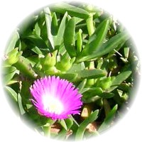 Carpobrotus Glaucescens - Pigface