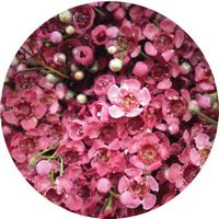 Chamelaucium Uncinatum - Wax Flower