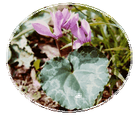 Cyclamen Purpurascens