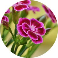 Clavel - Dianthus