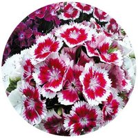 Dianthus Barbatus