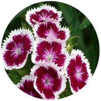 Dianthus Barbatus