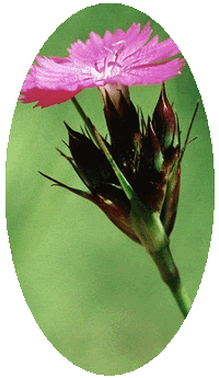 Dianthus Carthusianorum