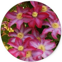 Clematis