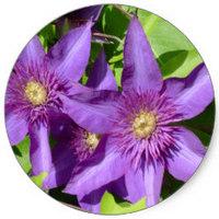 Clematis