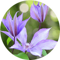 Clematis
