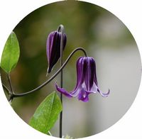 Clematis