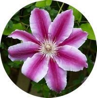 Clematis