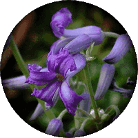 Clematide - Clematis Heracleifolia