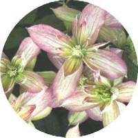 Clematis