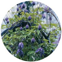 Clematis Macropetala